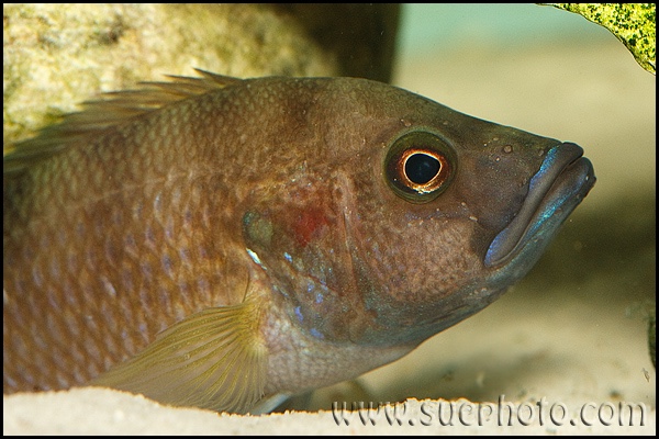 Trematochromis benthicola 'Chituta Bay'
